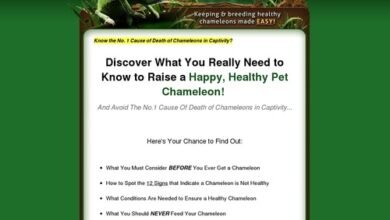 Chameleon Care Information – Protecting and Breeding Wholesome Chameleons Made Straightforward! Chameleon Care Information – Protecting and Breeding Wholesome Chameleons Made Straightforward!