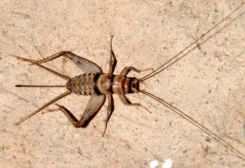 Buy Live Banded Crickets - All Sizes 100 - 5,000 - Reptile Food – Best Price & Deal - Image 2